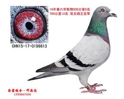 六市联赛鸽王亚军（已售长沙）