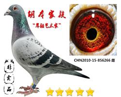 胡本“年轻艺术家”