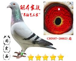 胡本“年轻艺术家”