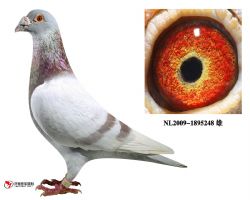 罗曼原舍红狐248