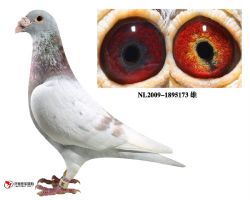 罗曼原舍红狐173