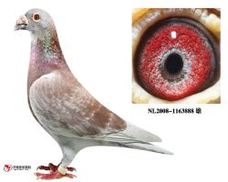 全国最高辈战斗机888