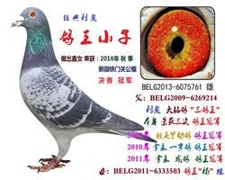 利奥 “鸽王小子”