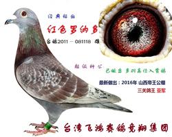 红色罗纳多