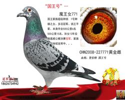 “国王号”1号种雄之女--公棚冠军祖母