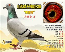 2016年 山西帝王公棚 三关鸽王 亚军