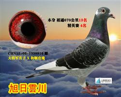 玫瑰精英(转山西）