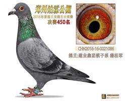 郑州柏霖公棚决赛450名