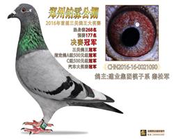 郑州柏霖公棚决赛冠军三关鸽王冠军