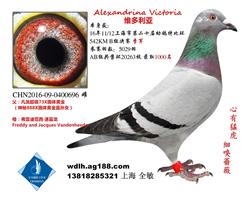 维多利亚的秘密 已转鸽友收藏