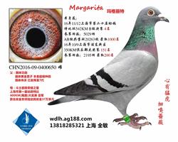 玛格丽特 已转鸽友收藏