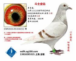 斗士金钻  已转鸽友收藏