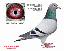 六市联翔七冠王（己售北京）