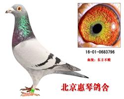 东方不败-桑杰士