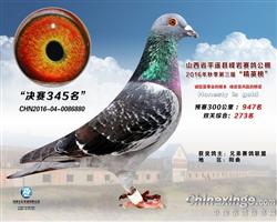 天翔赛鸽“880”