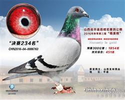 天翔赛鸽“763