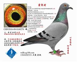 16年上海幼排20名 已转鸽友收藏