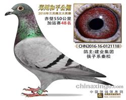 郑州和平公棚过江赛48名