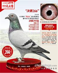 惠翔鸽王14位7万拍回