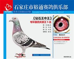 鸽王5位