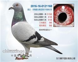 北京东方环宇公棚决赛91名