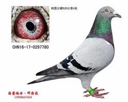 铂霖公棚4名（己售长沙）