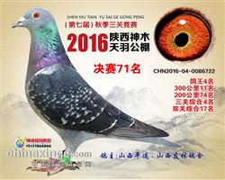 三关鸽王殿军