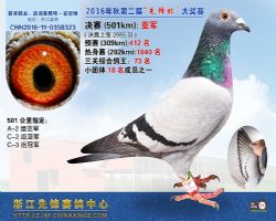 先锋公棚决赛亚军