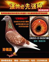 30200羽465公里冠军