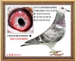 骠马3461