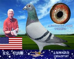 幻影直孙