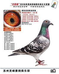 2016灵峰四关综合132名