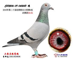 启航481（16年特比A组561名）