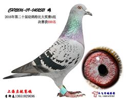 启航521（16年特比A组690名）