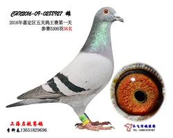 启航927（已售）