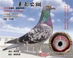 詹森断胸骨系