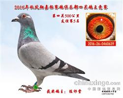 詹森