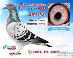 公棚入赏鸽