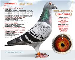 奶酪米特雌直子