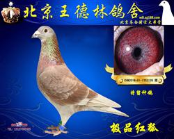 台湾强速044直子