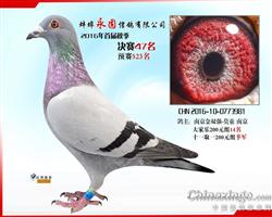 安徽永固公棚决赛47名