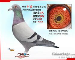 安徽永固公棚挑战赛季军，加赛7名