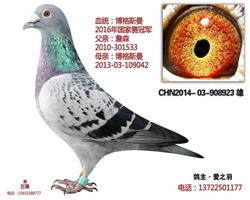 2016年国家赛冠军