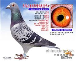 青岛文胜赢18万