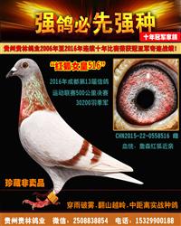 3万羽季军“红狐郡主516”