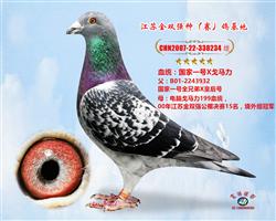 国家一号种鸽