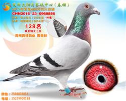 17年太阳鸟鸽王7名