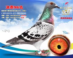 蓝天公棚96名（已售出）