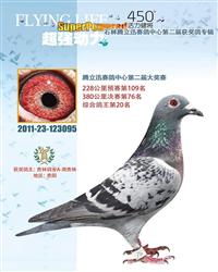 石林公棚鸽王20名（已售出）