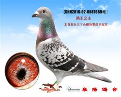 彪行天下公棚决赛鸽王冠军